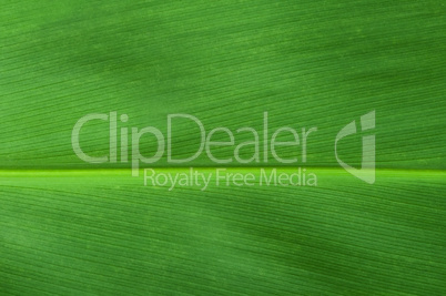 natural background of green leaf