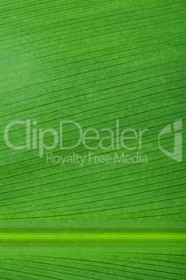 natural background of green leaf