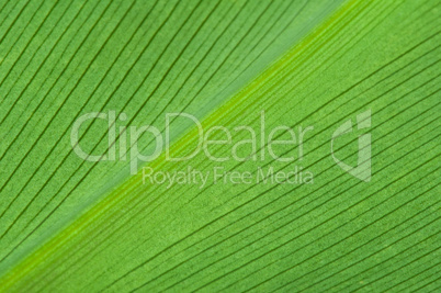 natural background of green leaf