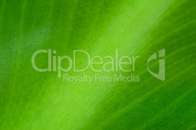 natural background of green leaf