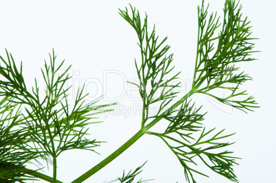 fresh dill