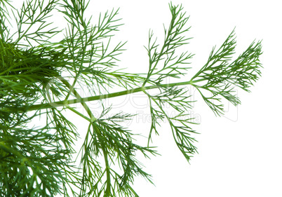 fresh dill