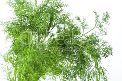 fresh dill