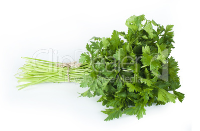 fresh bunch of green parsley