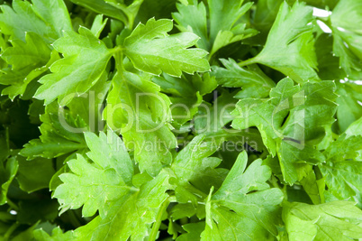 fresh green parsley