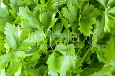 fresh green parsley