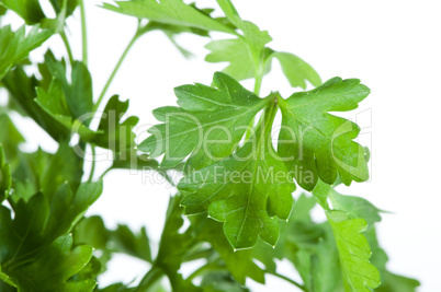 fresh parsley