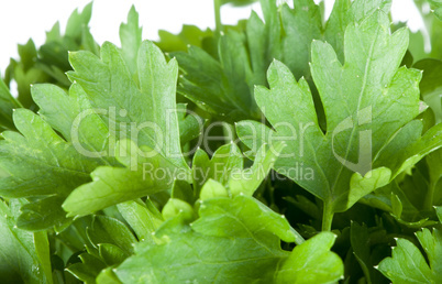 fresh green parsley