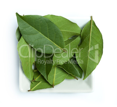bay leaf spice