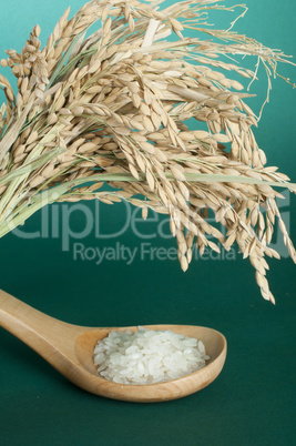 rice baldo in wooden spoon