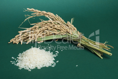 rice baldo and rice branch