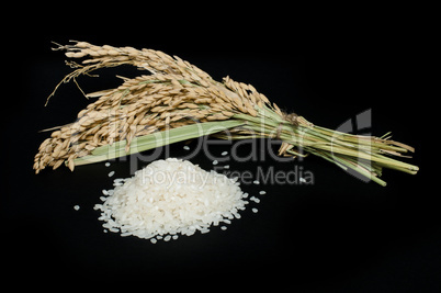 rice baldo and branch