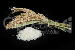 rice baldo and branch