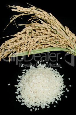 rice baldo and branch