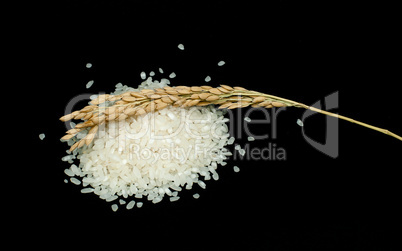 rice baldo and branch