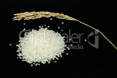 rice baldo and branch