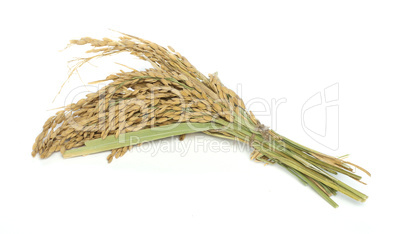 rice branch baldo