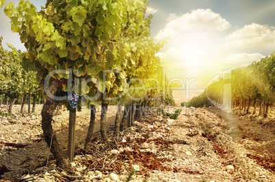 vineyards at sunset in autumn harvest.