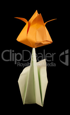 orange tulip isolated on black background