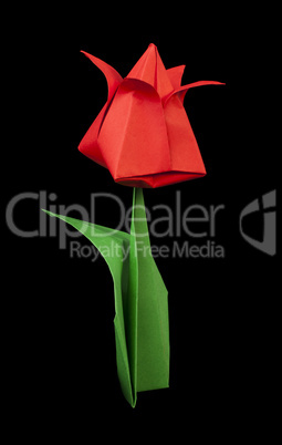 red tulip isolated on black background