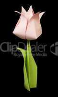 pink tulip isolated on black background