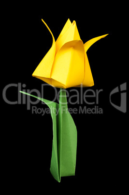 yellow tulip isolated on black background