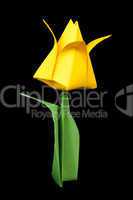 yellow tulip isolated on black background
