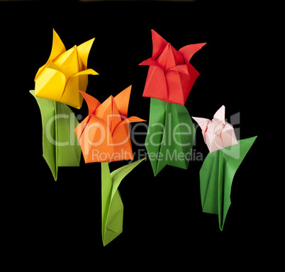 tulips isolated on black background