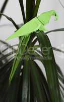 parrot on a tree