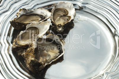 oysters on a silver platter