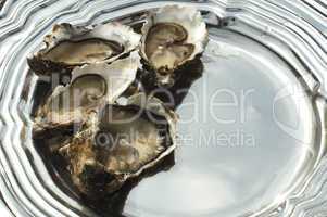oysters on a silver platter