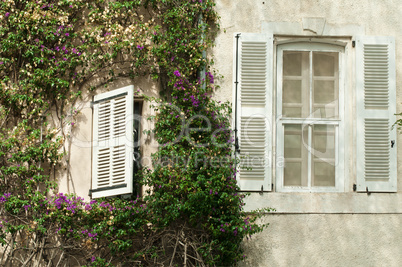 windows and wall with ivy