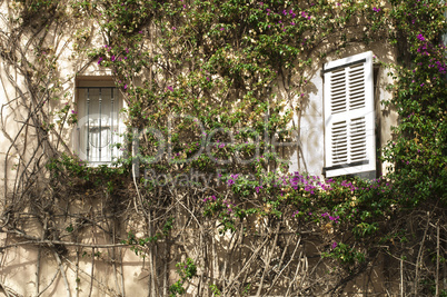 windows and wall with ivy
