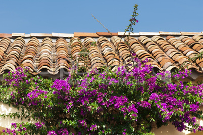 tile roof and purple flowers