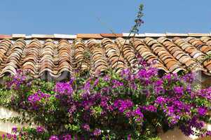 tile roof and purple flowers