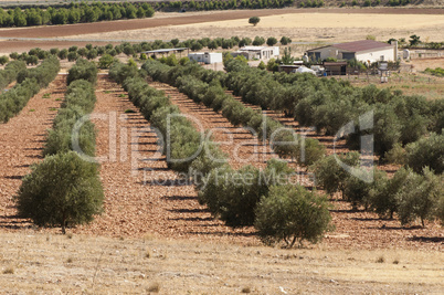 olive plantation