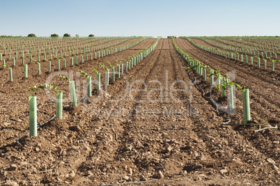 newly planted vineyards