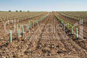 newly planted vineyards