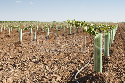 newly planted vineyards