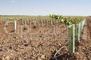 newly planted vineyards