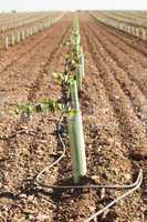 newly planted vineyards