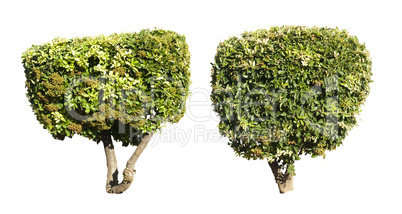 green trees isolated on white.