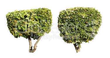 green trees isolated on white.