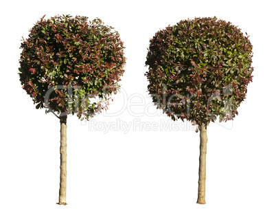 green and dark purple trees isolated on white.