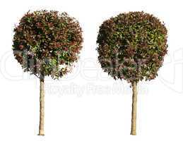 green and dark purple trees isolated on white.