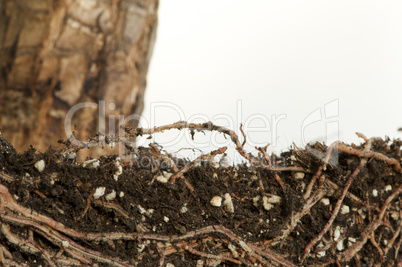 roots of a flower isolated