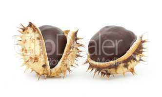 chestnuts with shell