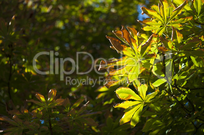 natural background with autumn leaves