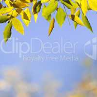 natural background with autumn leaves