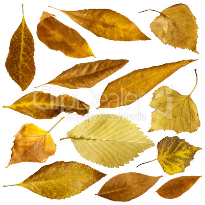 autumn leaves set. white isolated